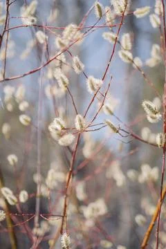 Willow branches with catkins in early spring, soft focus background Stock Photos