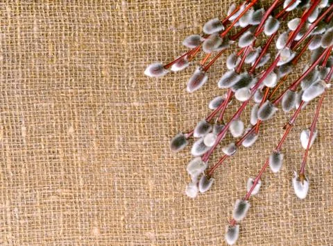 Willow branches with catkins. Stock Photos