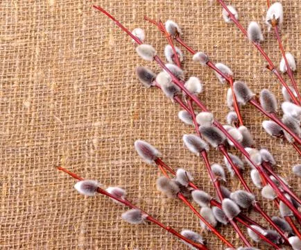 Willow branches with catkins. Stock Photos