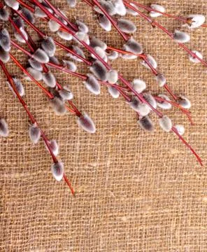 Willow branches with catkins. Stock Photos