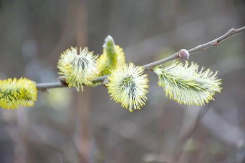 Willow branches with catkins Stock Photos