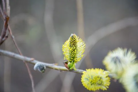 Willow branches with catkins Stock Photos