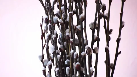 Willow branches with catkins on pink background, Easter and spring symbol Stock Footage 266033639