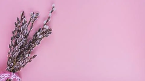 Willow branches with catkins pink table 写真素材