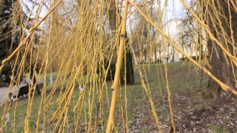 Willow branches closeup at the city park Stock Footage 124008656