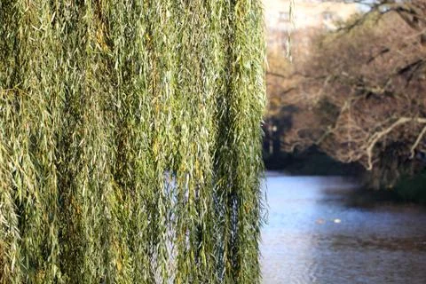 Willow branches coming down Stock Photos