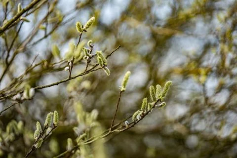 Willow branches covered with blooming yellow catkins against blurred thickets Фото