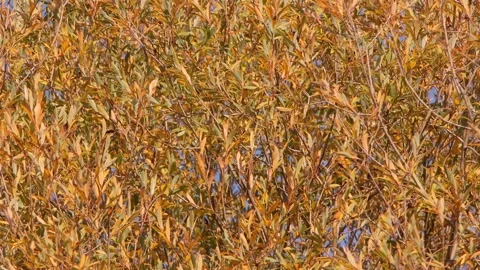 Willow branches dance gracefully in the autumn wind Stock Footage 289856167