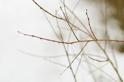 Willow branches with drops of rain in winter Stock Photos