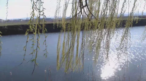 Willow branches at the edge of the lake Video stock 36937990