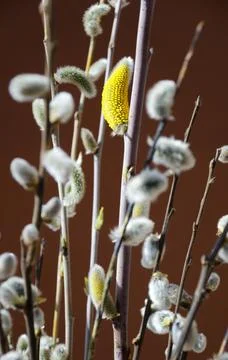 Willow branches with fluffy buds. Selective focus. Stock Photos