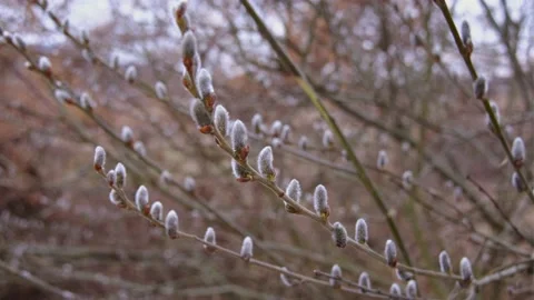 Willow branches with fluffy buds in spring Stock Footage 192464795