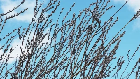 Willow branches with fluffy buds sway in the wind. early spring, Easter Video stock 229273014