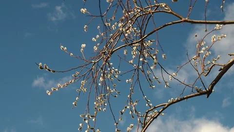 Willow branches with fluffy buds swaying in the wind against the blue sky. Stock Footage 88537846