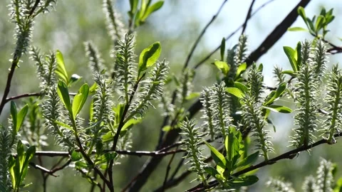Willow branches with fluffy long cones Stock Footage 327618960