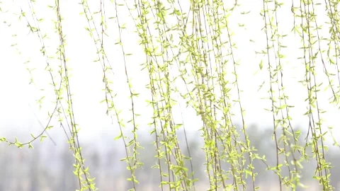 Willow branches fluttering in the wind in spring Stock Footage 277440620