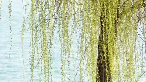Willow branches fluttering in the wind in spring Stock Footage 277440622