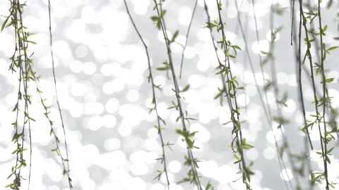 Willow branches fluttering in the wind in spring Stock Footage 277440623