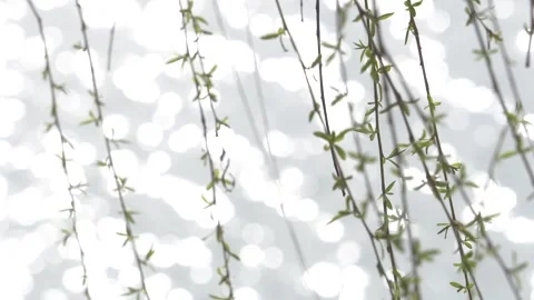 Willow branches fluttering in the wind in spring Stock Footage 277440626