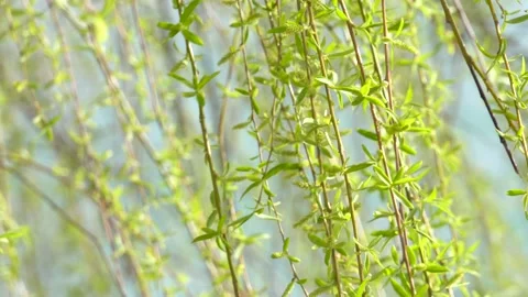 Willow branches fluttering in the wind in spring Stock Footage 277440654