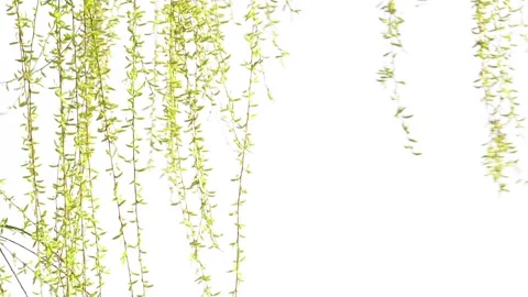 Willow branches fluttering in the wind in spring Stock Footage 277440656