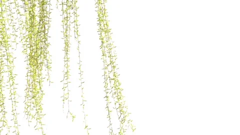 Willow branches fluttering in the wind in spring Vídeo Stock 277440658
