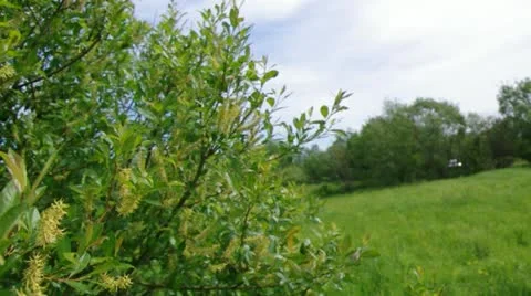 Willow branches Stock Footage 10842307