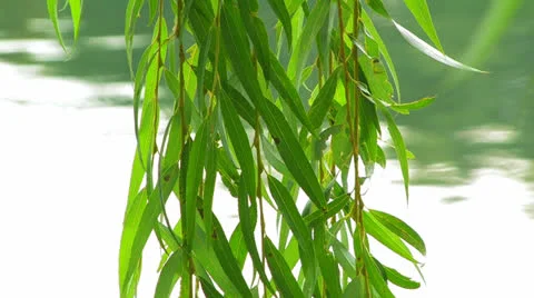 Willow branches. Stock Footage 27144343