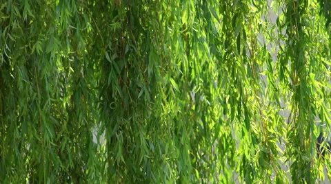 Willow branches Stock Footage 53926386