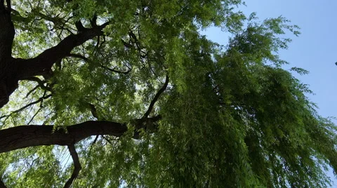 Willow branches Stock Footage 53954889