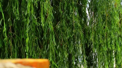 Willow branches 動画素材 78221065