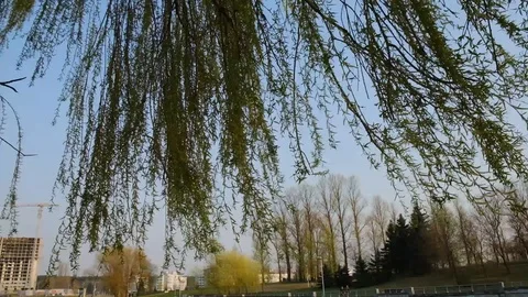 The willow branches Video stock 106835346