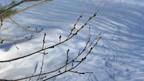 Willow branches Stock Footage 268465528