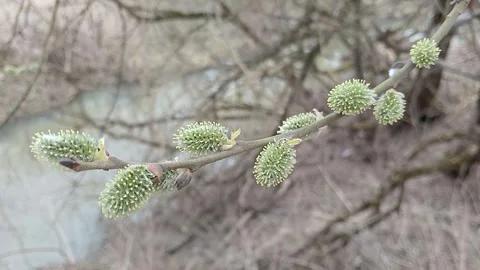 Willow branches 스톡 동영상 306522995