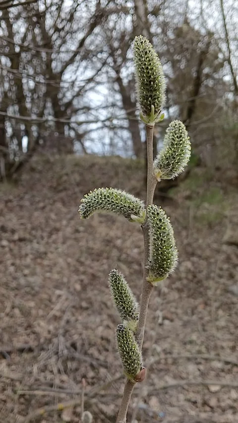 Willow branches 스톡 동영상 306524978