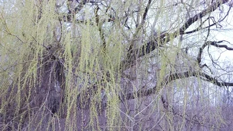 Willow branches. Fresh green willow branches swaying in breeze on bokeh lak.. Stock Footage 237592451