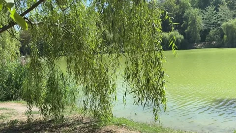 Willow branches with green leaves over water at sunset willow tree over water Stock Footage 317434335
