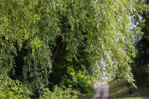 Willow branches hanging down on blurred background of other trees Stock Photos