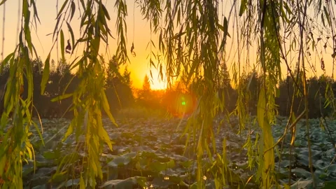 Willow branches hanging over a lotus pond during a golden sunset in summer Video stock 341998888