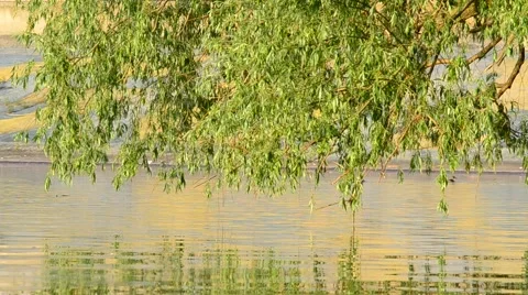 Willow branches hanging over water surface in a sunny day Video stock 50762685