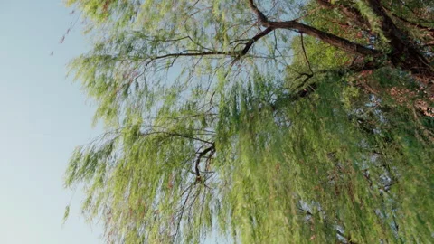 Willow branches hanging under the blue sky 스톡 동영상 277357839