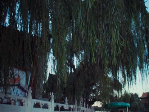 Willow branches in Houhai Lake Stock Footage 81531601