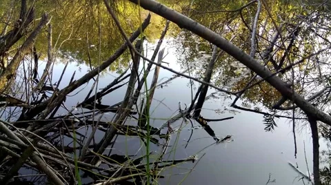 Willow branches on the lake, close-up. Stock Footage 68521168