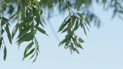 Willow branches with leaves Vídeos de archivo 220005516