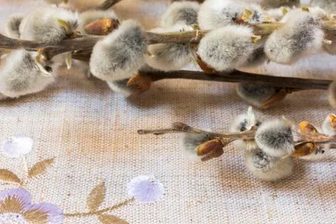Willow branches lying on the table Stock Photos