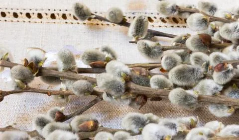Willow branches lying on the table Stock Photos