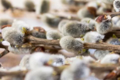 Willow branches lying on the table Stock Photos