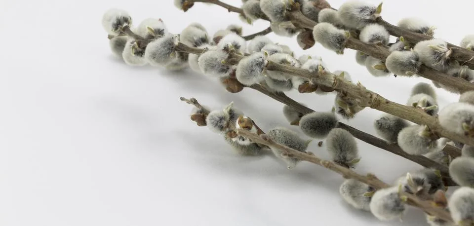 Willow branches lying on the table Stock Photos