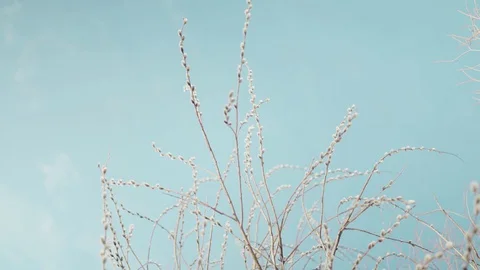 Willow branches move beautifully in the wind. They are budding. Blue sky in the Stock Footage 128236465