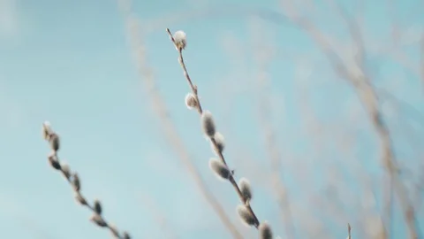 Willow branches move beautifully in the wind. They are budding. Blue sky in the Stock Footage 128240489